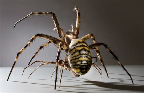 Wasp Spiders mating | Insect Models - Julia Stoess