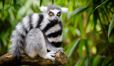 Lemur - Key Facts, Information & Habitat