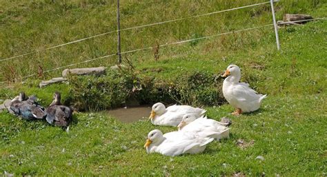 How to Keep Ducks For Profit: A Guide for New Farmers - Poultry Parade