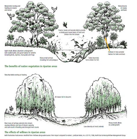 What is the problem with willows? – Rivers of Carbon