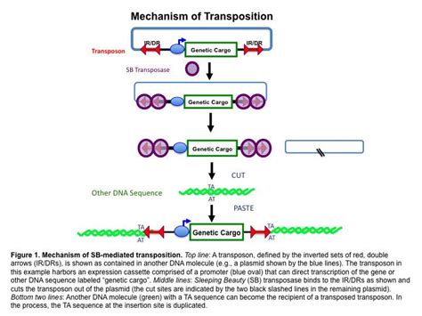 Sleeping Beauty transposon system - Alchetron, the free social encyclopedia