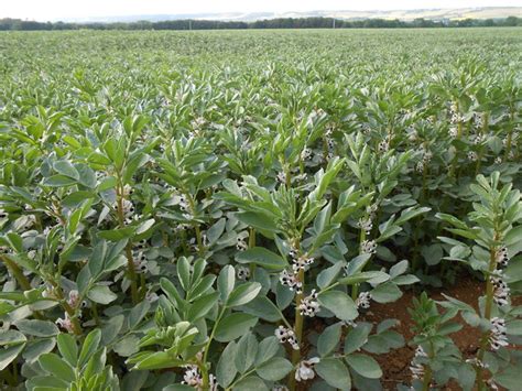 Field Beans Growing Near Burberry Lane,... © Danny P Robinson ...