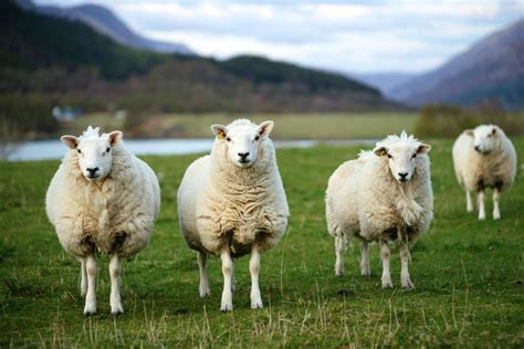 Fun festival in Armenia - Sheep shearing | Animals, Sheep shearing, Sheep