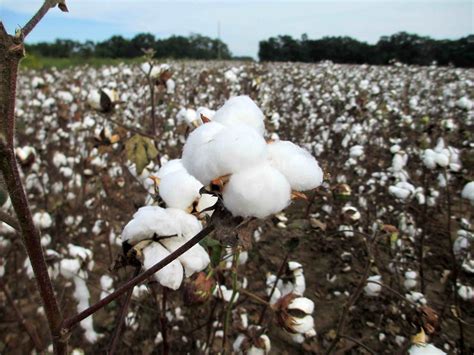 Cotton Harvest Begins as Tropical Storm Approaches | Panhandle Agriculture