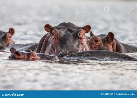 Hippopotamuses (Hippopotamus Amphibius) Swimming in Water, Africa. Close Up Stock Photo - Image ...