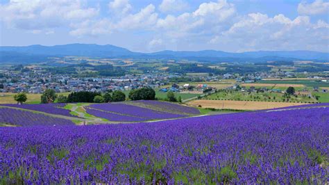 Furano Flower Fields - Travel in Japan