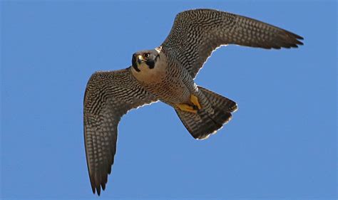 Falcon Facts, Types, Classification, Habitat, Diet, Adaptations