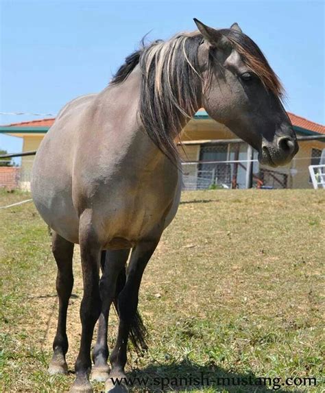 108 best Color - Grulla images on Pinterest | Horses, Grulla horse and ...