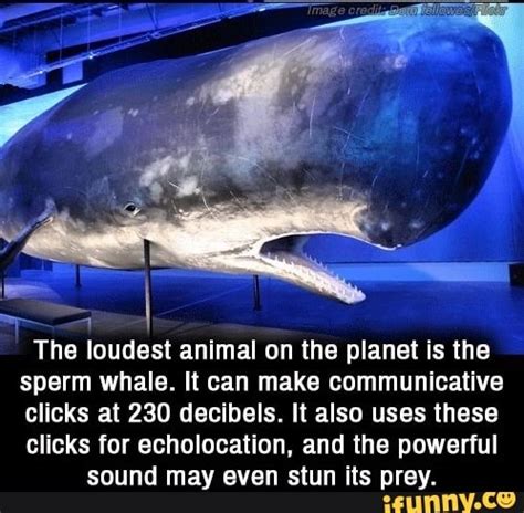 The loudest animal on the planet is the sperm whale. It can make communicative clicks at 230 ...