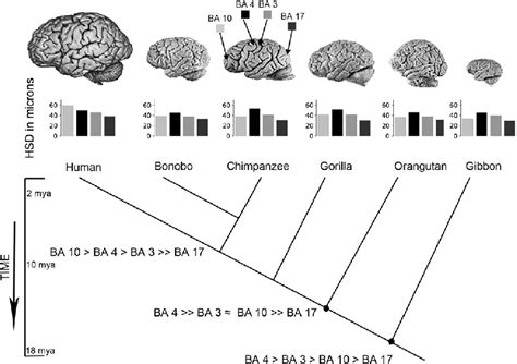 Cladogram showing lateral views of the human and ape brain and... | Download Scientific Diagram