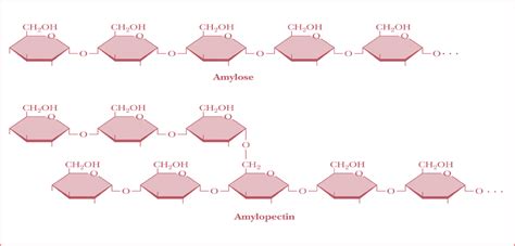 Amylose Structure