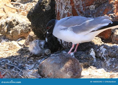 Swallow Tailed Gull and Chick Stock Photo - Image of colonies, peru: 168202392