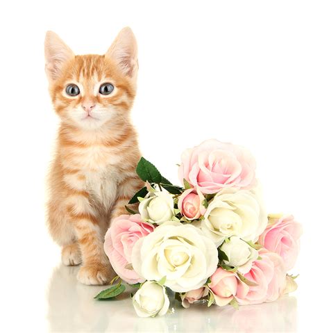 Learn about Flowers Toxic To Cats | Pollen Nation