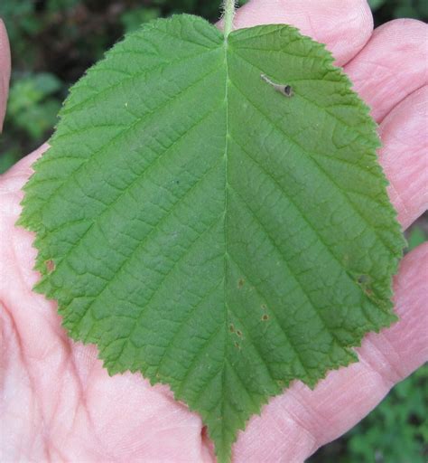 Hazel - Tree Guide UK - Common Hazel tree identification