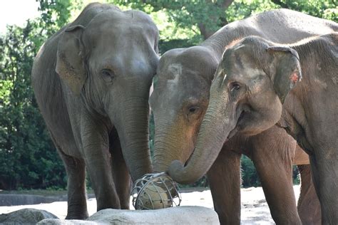 Elephant problem solving - Southern Thailand Elephant Foundation