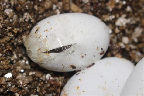 Everything You Need to Know About Snake Eggs (10 Pictures)