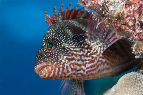 Hawkfish Photos - Frank Baensch