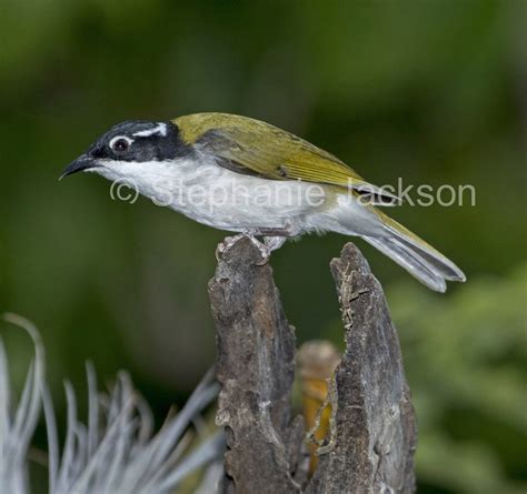 Photos of Australian Honeyeaters, Stunning Images of Birds of Australia