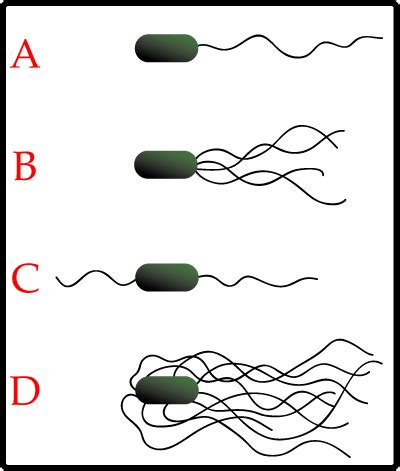 Bacterial cell structure - wikidoc