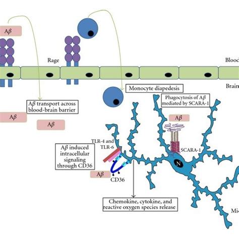 Structural diversity of the scavenger receptors. SCARA have a... | Download Scientific Diagram