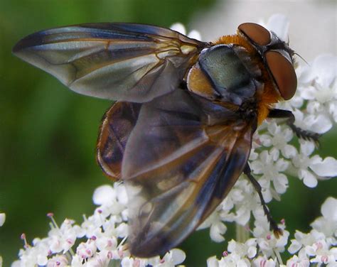 Tachinid Fly - Life and Opinions - Life and Opinions