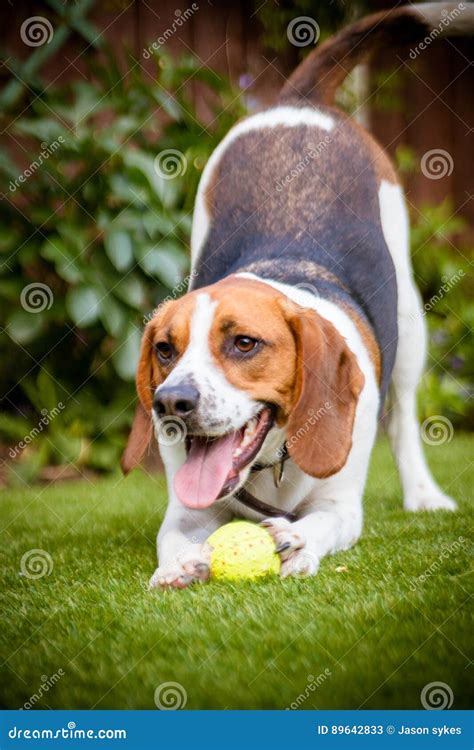 Beagle Playing with Tennis Ball in Garden Stock Image - Image of group, adorable: 89642833