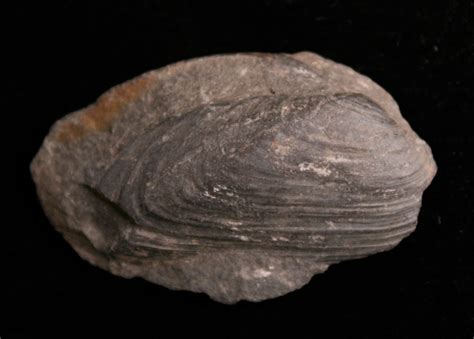 Louisville Fossils and Beyond: New York Pelecypod