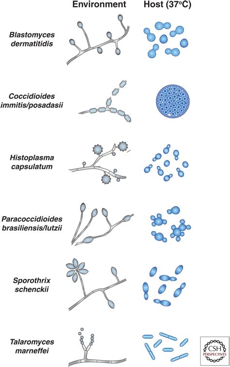 Thermally Dimorphic Human Fungal Pathogens--Polyphyletic Pathogens with a Convergent ...