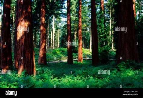 Giant Redwoods Sequoiadendron giganteum giant sequoia Stock Photo - Alamy