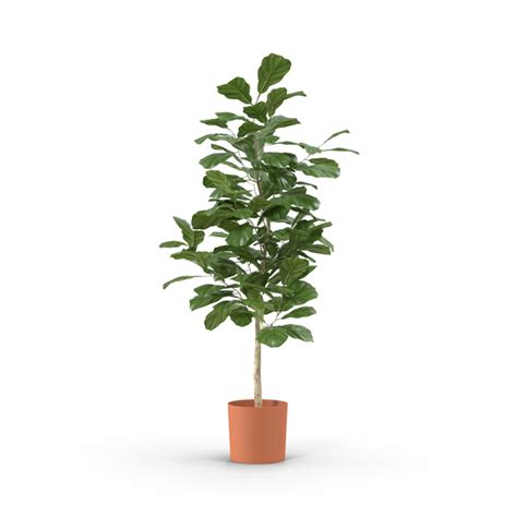 Small Tree in Pot PNG Images & PSDs for Download | PixelSquid - S105747511