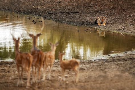 What Is An Apex Predator? - WorldAtlas