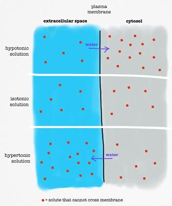 Osmosis: Definition & Examples - Video & Lesson Transcript | Study.com