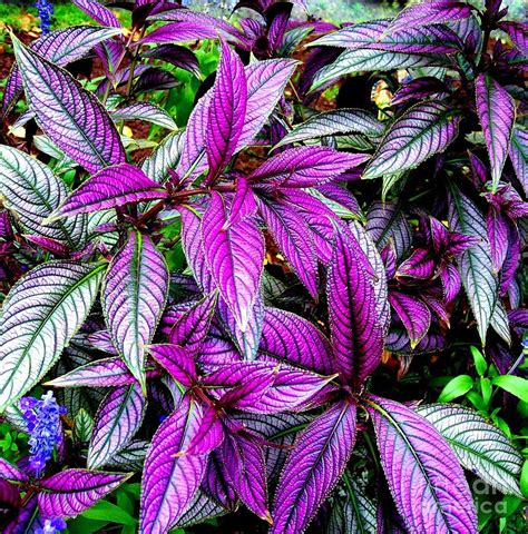 Persian Shield Plant Photograph by Janine Riley - Fine Art America