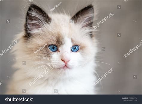 Ragdoll Kitten Blue Eyes Cat Home Stock Photo 1382392754 | Shutterstock