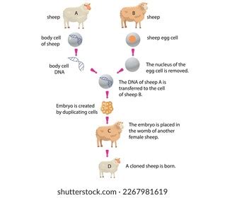 Cloned Sheep Formation Illustrator Design Stock Vector (Royalty Free) 2267981619 | Shutterstock