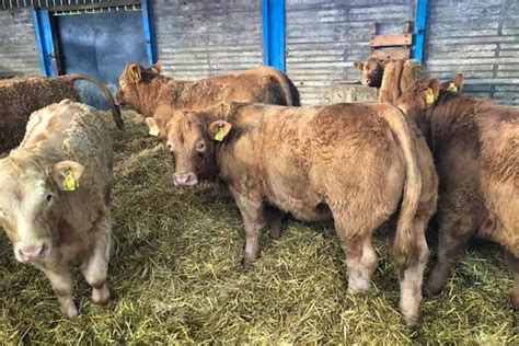 2 Pedigree Charolais Breeding Bulls | SellMyLivestock - The Online ...