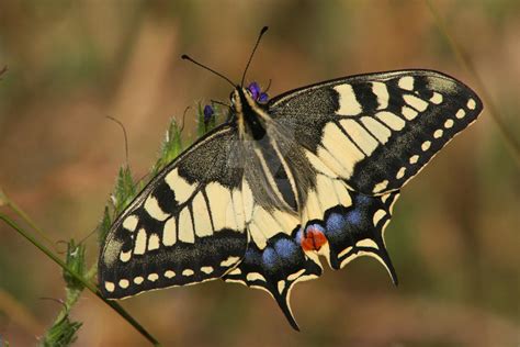 Old World Swallowtail by AnjaSchlegelmilch on DeviantArt