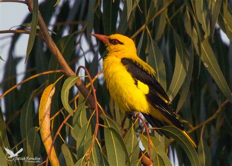 Golden oriole, male. | JuzaPhoto