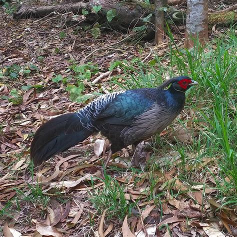 Hawaiʻi Birding Trails | kalij pheasant