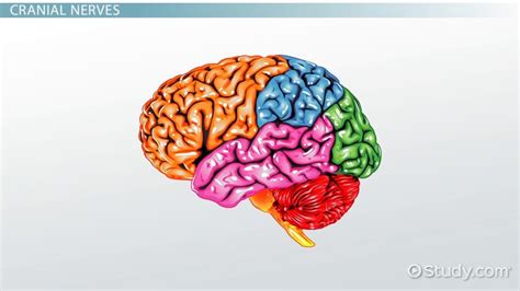 What is the Medulla? - Definition, Function & Location - Video & Lesson Transcript | Study.com