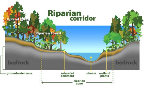 riparian