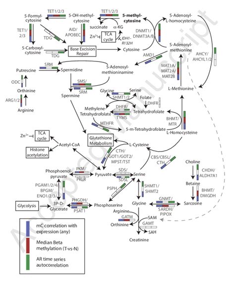 Schematic representation of metabolic pathways that impact on DNA ...