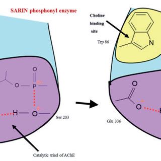 Sarin inhibition of acetylcholinesterase (AChE). A) Isopropyl... | Download Scientific Diagram