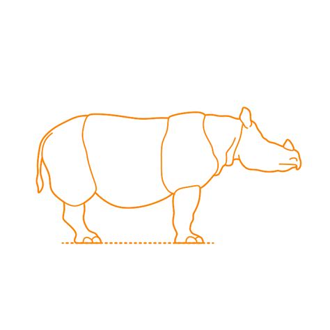 Javan Rhinoceros (Rhinoceros sondaicus) Dimensions & Drawings ...