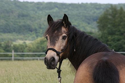 Buckskin (horse) - Wikipedia