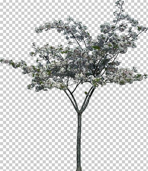 Tree Landscape Photography Painting PNG, Clipart, Architecture, Art, Blossom, Bombax Ceiba ...