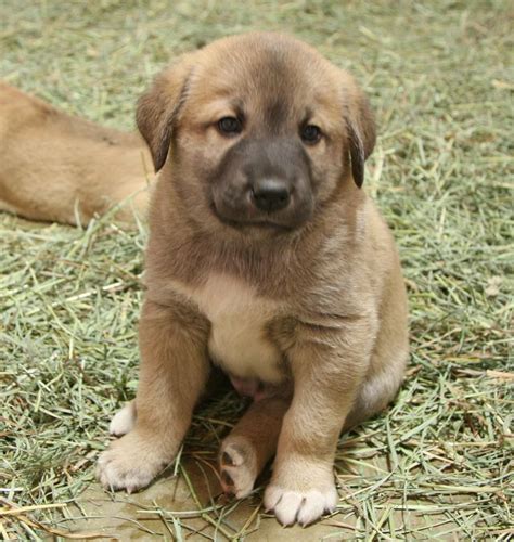 Anatolian Shepherd Dog Info, History, Temperament, Training, Puppy ...