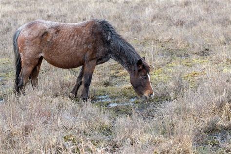 Mud Fever in Horses - Symptoms, Causes, Diagnosis, Treatment, Recovery, Management, Cost