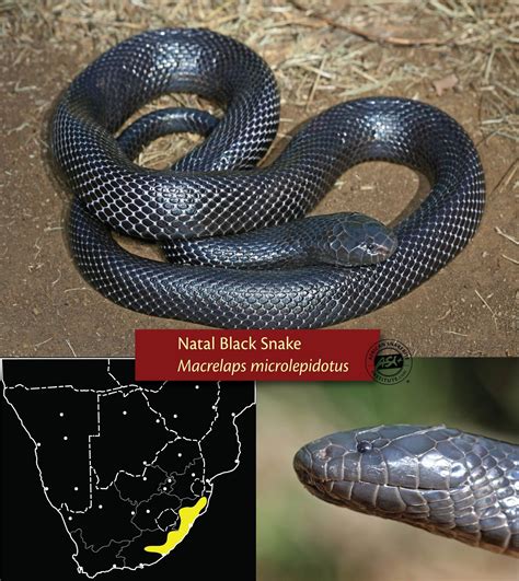 Small black snakes of southern Africa - African Snakebite Institute