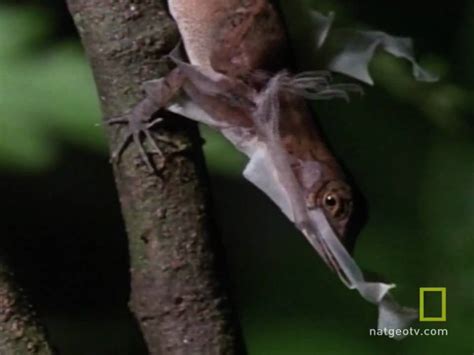 Anole Lizard Study: Penis Evolves Rapidly – Cobras.org